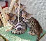 Three Bengal kittens sitting around cat tree